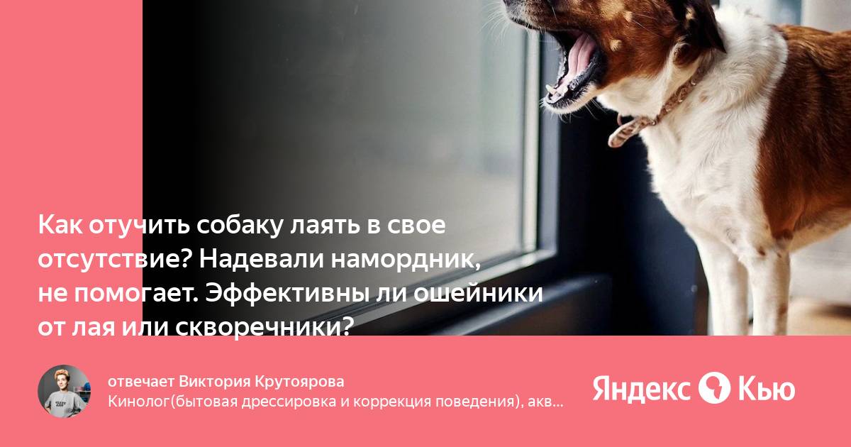 Лай собаки в квартире. Как отучить щенка скулить. Как отучить собаку выть. Как отучить собаку лаять. Собака скулит.
