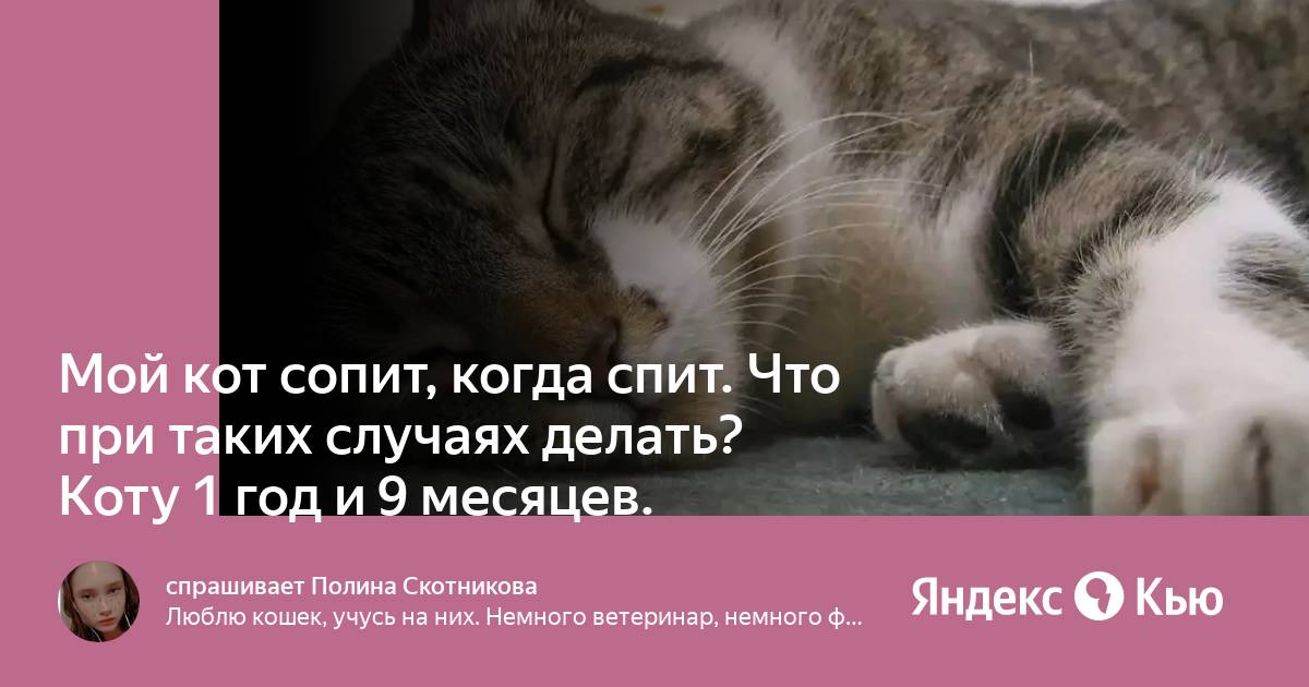 Мой кот сопит, когда спит. Что при таких случаях делать? Коту 1 год и 9  месяцев. » — Яндекс Кью