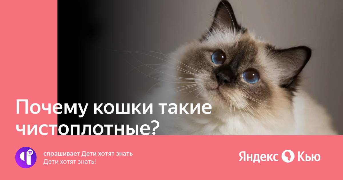 Почему кошки такие чистоплотные?» — Яндекс Кью