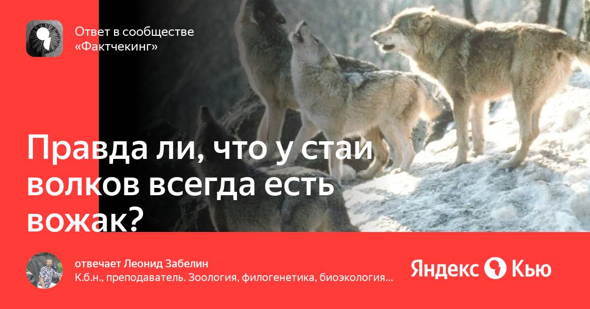 Ольга пахомова кинолог. Лидер вожак пример. Я вожак стаи. Иерархия волков в стае. Лидер вожак.