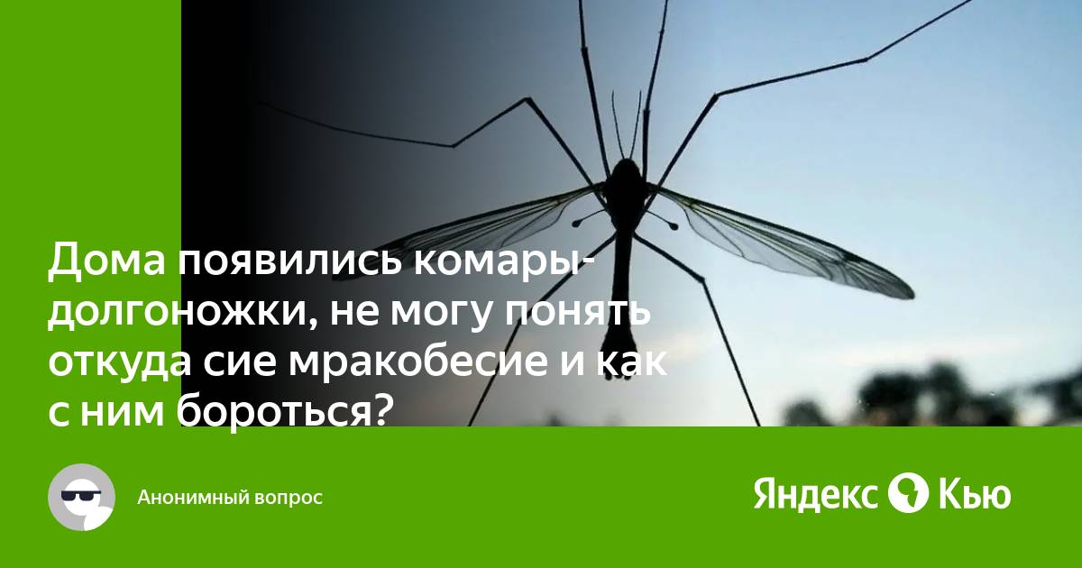 В каком месяце появляются комары