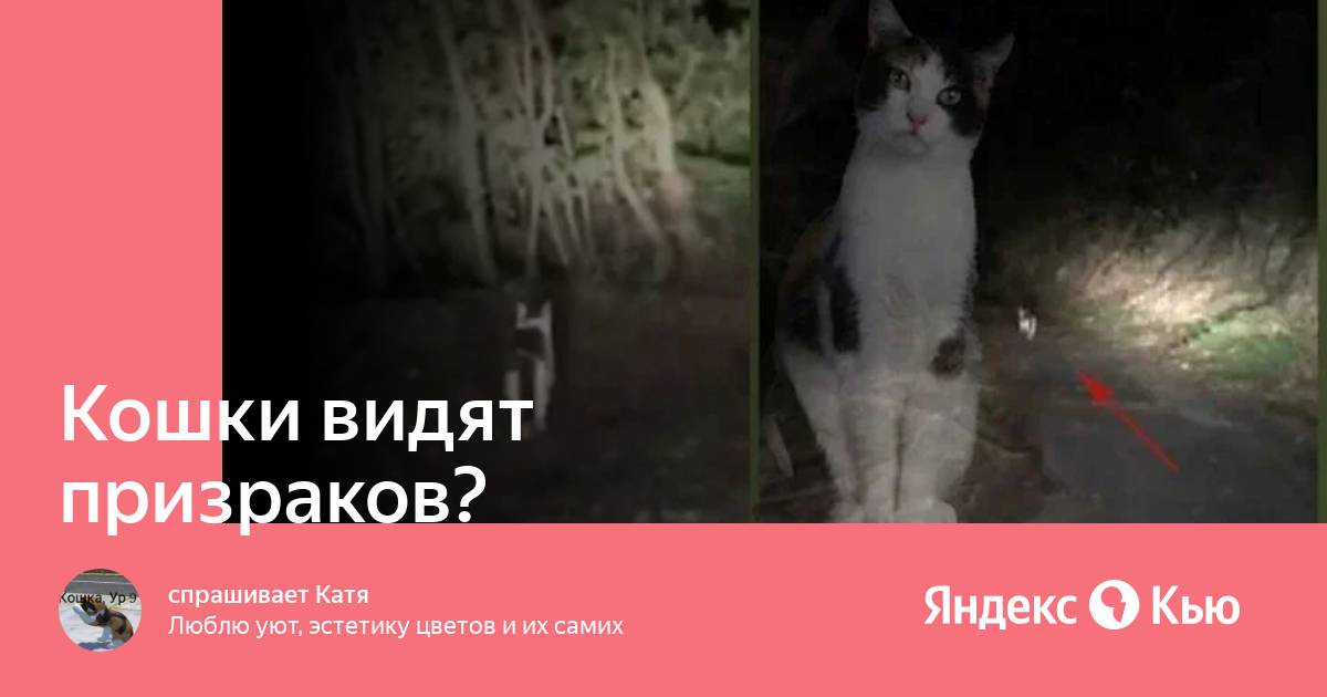 Кошки видят призраков?» — Яндекс Кью