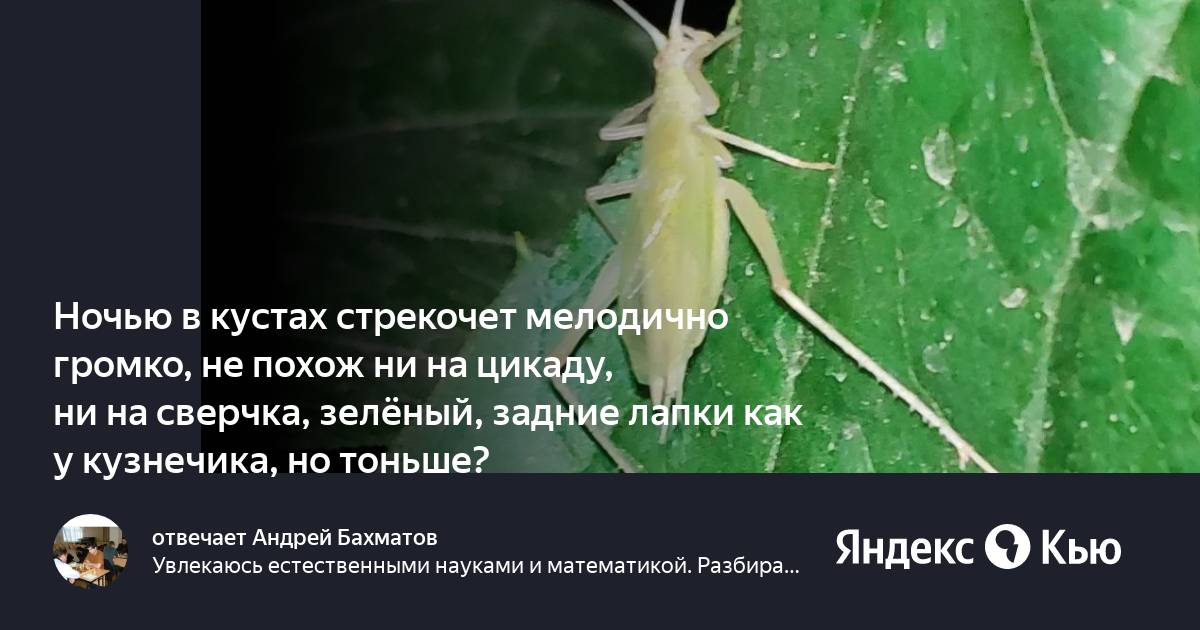 Кто стрекочет ночью