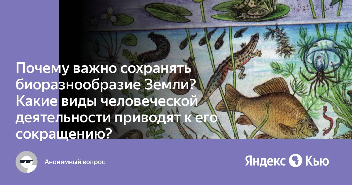 Почему нужно защищать животных. Принцип сохранения биологического разнообразия. Почему важно сохранять виды в природе. Почему важно сохранять виды в природе. Сохранение биологического разнообразия.