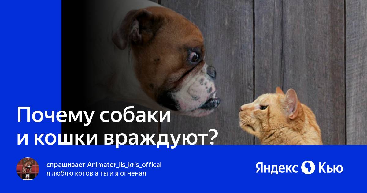 Почему собаки и кошки враждуют?» — Яндекс Кью