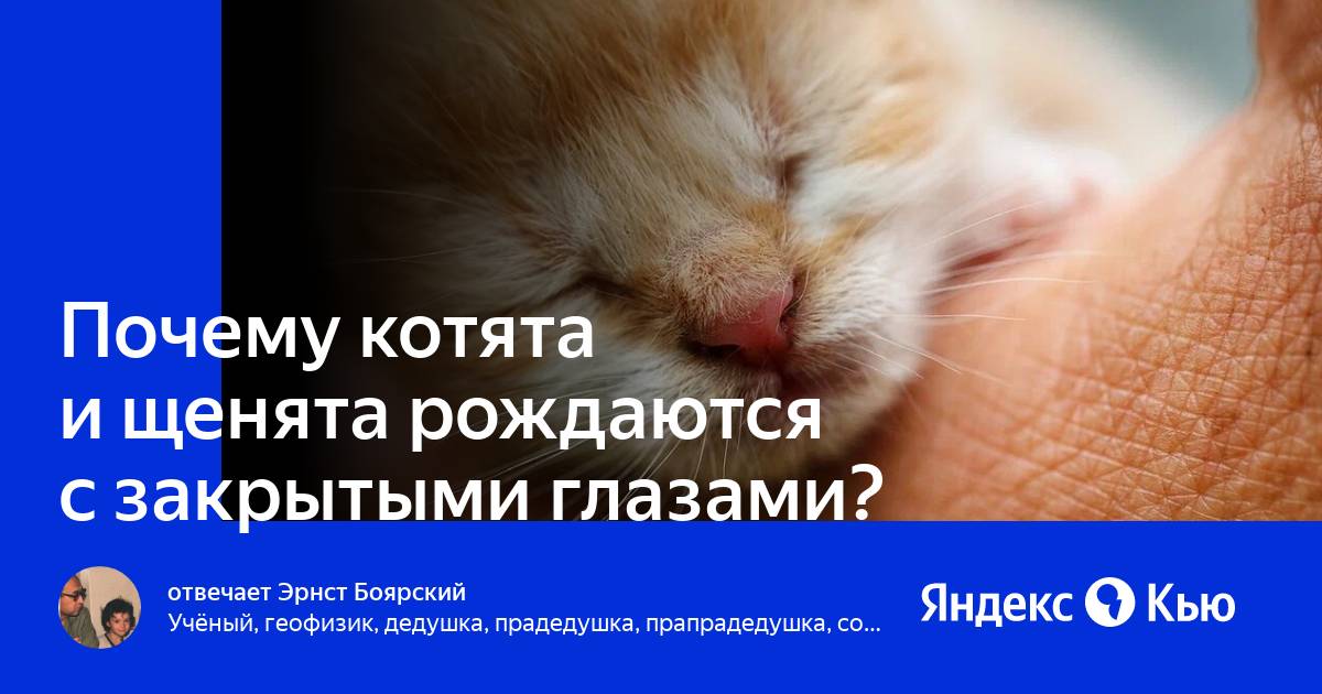 Почему котята рождаются с закрытыми глазами. Щенки рождаются с закрытыми глазами. Почему коты рождаются с закрытыми глазами. Почему котенок родился с открытыми глазами.